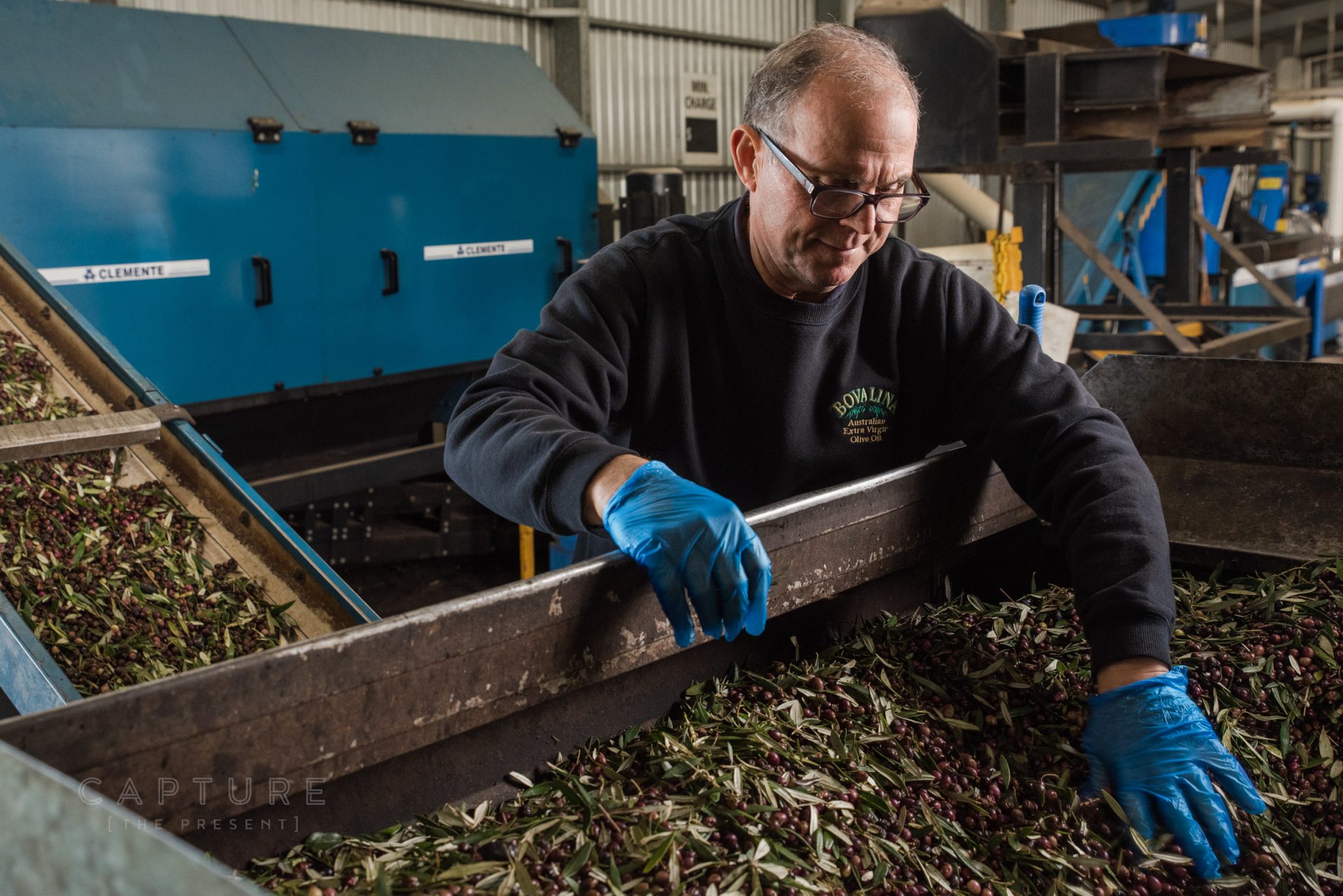 Bovalina worker in gloves pushing fresh olives into the hopper at the Penfield Gardens press