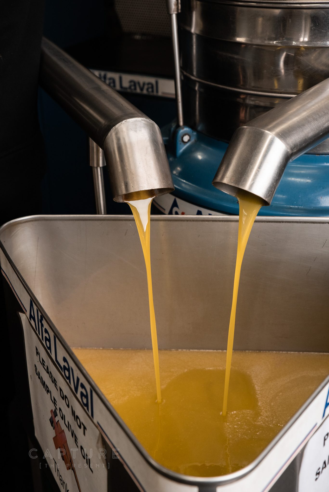 Fresh olive oil pouring into a stainless steel tank during pressing
