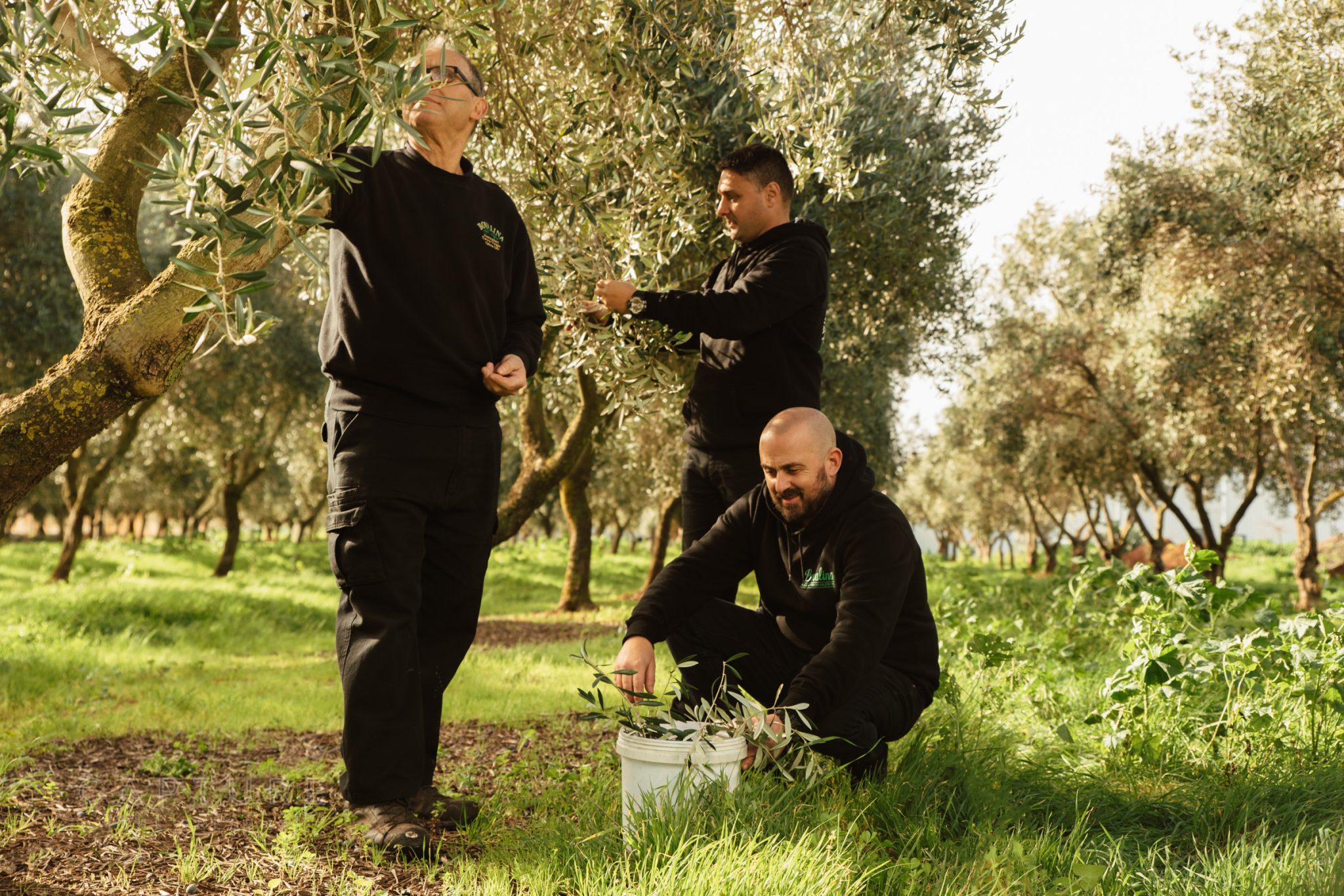 Two of the Bovalina team working at an olive tree in the grove at Penfield Gardens