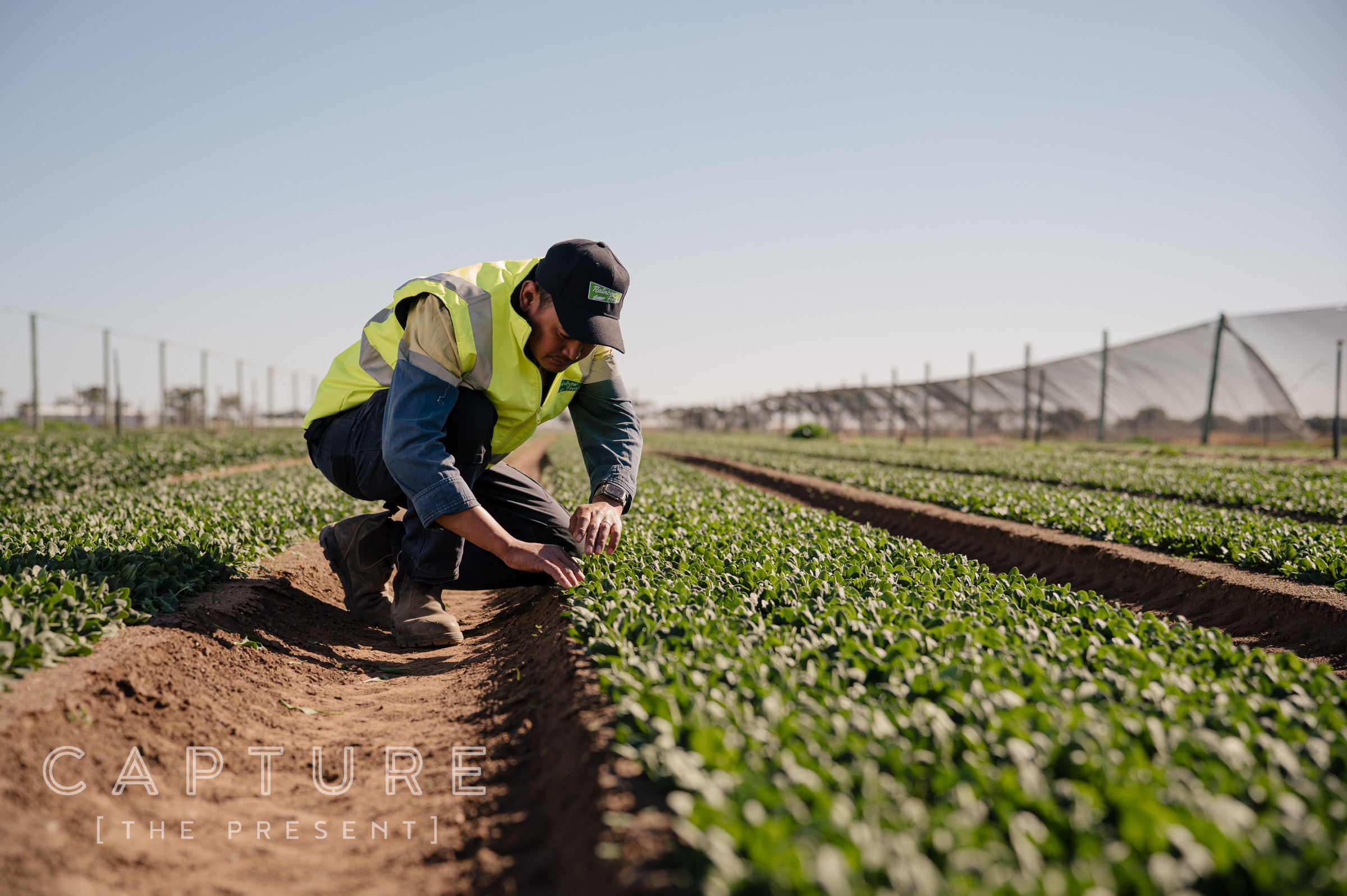 Worker from Rainbow Fresh farms shot by commercial photographer