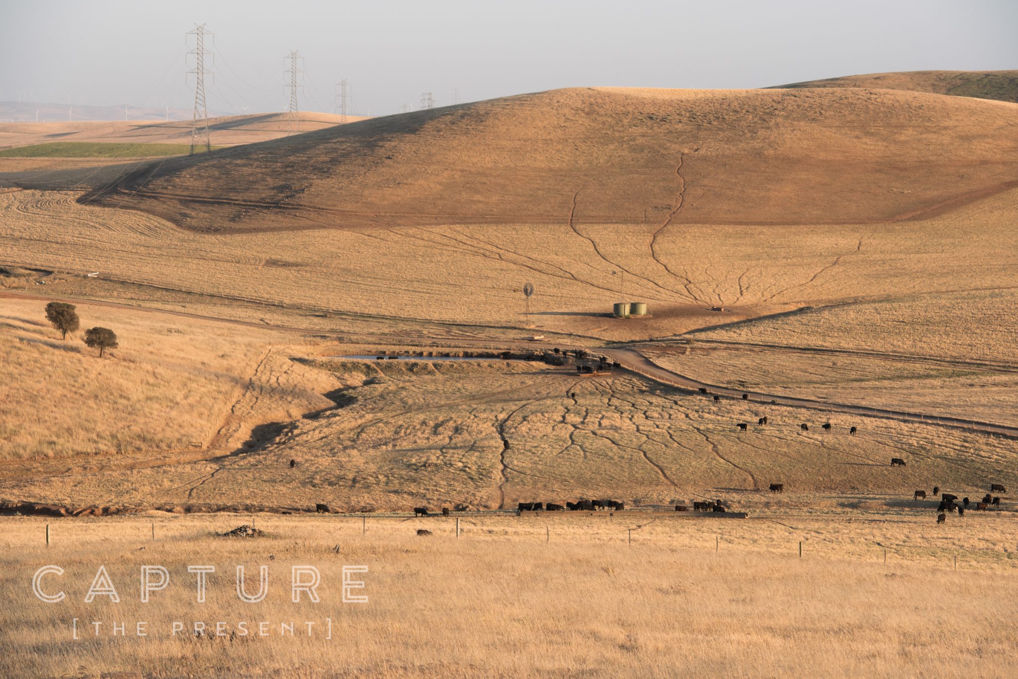 Dry paddocks, stock tracks and scattered cattle across Princess Royal Station, Burra